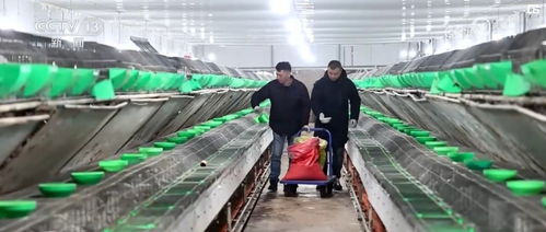 開發(fā)衍生農產品 發(fā)展創(chuàng)意農業(yè) 鄉(xiāng)村振興展現 別樣美