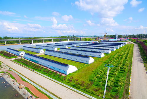 龍江森工集團 立足生態優勢 激活發展動能